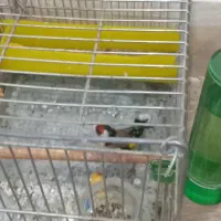 ربیعی|پرنده|اراک, |دیوار