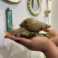 حلزون آفریقایی