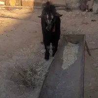 یک عدد بیگ تخمی نژاد دار بفروش. میرسد  قیمت توافقی