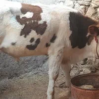 گاو یا گوساله نر سیمینتال|حیوانات مزرعه|چرداول, |دیوار