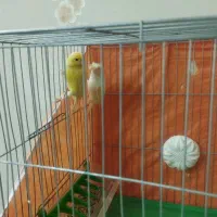 قناری|پرنده|محمدشهر, شهرک پیام (مهرالبرز)|دیوار