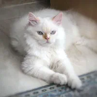 گریه پرشین
