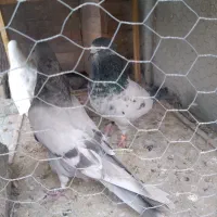 کله دمی نر ماده تخت دم سیاه مفلق نقره ای