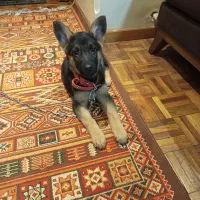 سگ ژرمن گارد پلیس دوماه شولاین