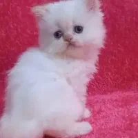 پرشین کت سفید چشم آبی|گربه|رشت, گلسار|دیوار