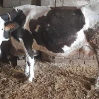 گاوسیمنتال|حیوانات مزرعه|داران, |دیوار