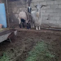 تکه سانن والپاین