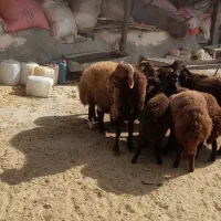 قوچ افشار فروش ( داشتی )|حیوانات مزرعه|فیروزکوه, |دیوار