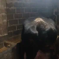 گاو گوساله|حیوانات مزرعه|تاکستان, |دیوار