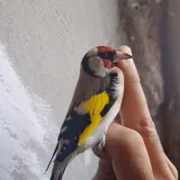 سهره|پرنده|زیویه, |دیوار