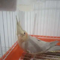 جوجه عروس هلندی