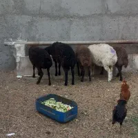 بره نر و ماده