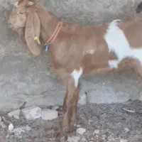 یک راس بزغاله ماده خوشکل گوش بلند قیمت مناسب