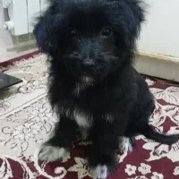 توله سه ماه خوشگل  فقط معاوضه