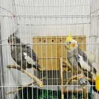 جفت عرپس پاریس