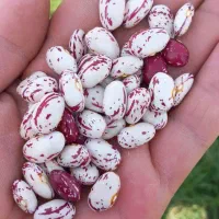 فرش لوبیا چیتی
