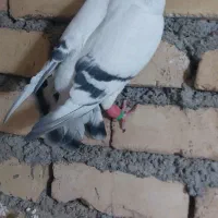 شامی عروسک نر|پرنده|شهرآباد, |دیوار