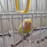 طوطی برزیلی|پرنده|بجنورد, |دیوار