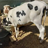 بره نر گوساله ماده هلشتاین|حیوانات مزرعه|بندر ماهشهر, |دیوار