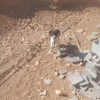 ۲عدد نر یک عدد ماده.