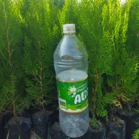 بین 250تا300کامیس نوک دار نایلکس دوم