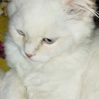 گربه