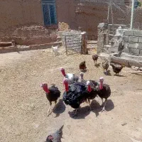 بوقلمون فروشی