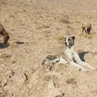 ماده خراسانی|سگ|قوچان, |دیوار