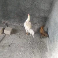 سلام دوستان چشمگرباشه