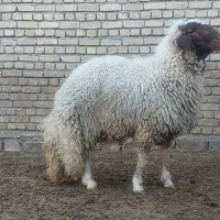 بره قوچ سنجابی|حیوانات مزرعه|کرمانشاه, |دیوار