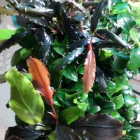 گیاه اکواریوم