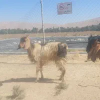 بز لاغر|حیوانات مزرعه|شیراز, رکن‌آباد|دیوار