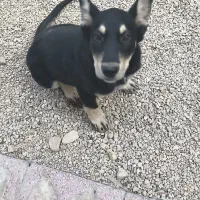 توله دوبرمن فی 15