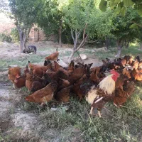 اجاره-باغ-یکجا