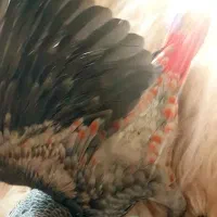 جوجه کاسکوهای سرلاکی