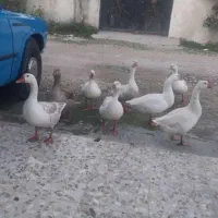 ۲۲ عدد غاز سالم و درشت