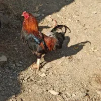 خرووس کوردی