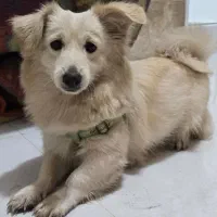 سگ شیتزو پامر