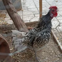 خروس  مینیاتوری|پرنده|اسلام‌شهر, شهرک سالور|دیوار