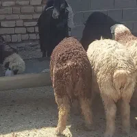 بره نر  کهره نر