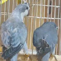 جفت راهب اوپلاین و کبالت