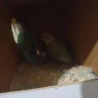 عروس هلندی کوتوله مرغ عشق|پرنده|مشهد, قائم|دیوار