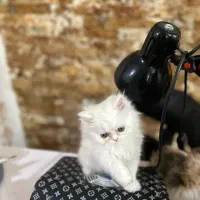 پرشین فلت|گربه|ارومیه, |دیوار