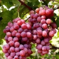 پیش فروش نهال انگور صاحبی لیبل دار