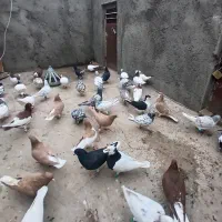 کبوتر رنگی|پرنده|مشهد, آیت الله خامنه‌ای|دیوار