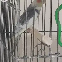 عروس هلندی|پرنده|سبزوار, مدرس|دیوار