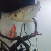 ماهی آروانا گلد هایبک بلوبیس|ماهی|ملایر, |دیوار