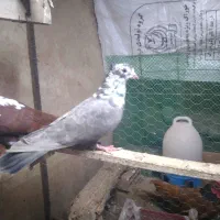 طوقی|پرنده|اردبیل, |دیوار