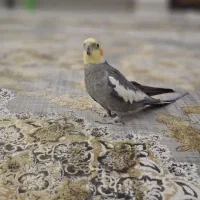 عروس هلندی سخنگو