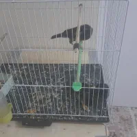 مینا معاوضه با عروس هلندی